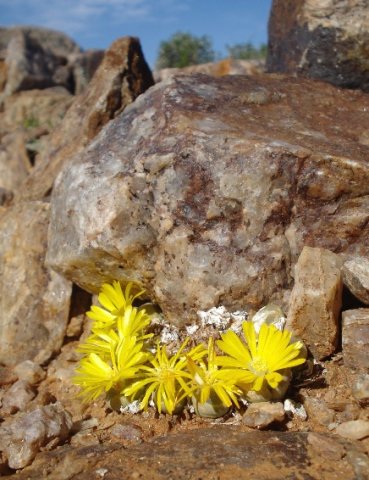 Lithops olivacea